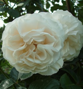 PAPERCHASE (floribunda)